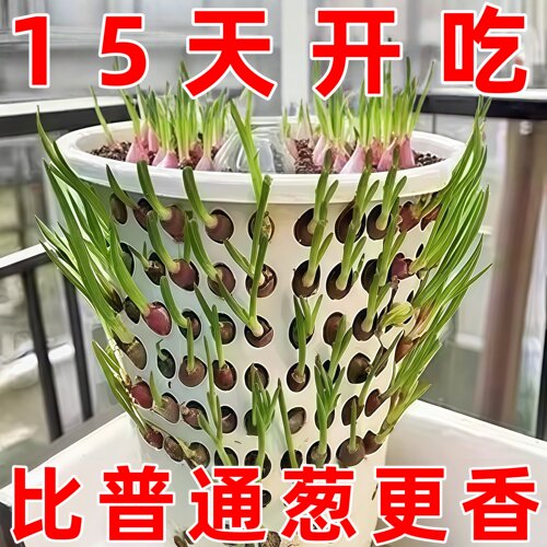 四川红葱头盆栽极速发货四季播