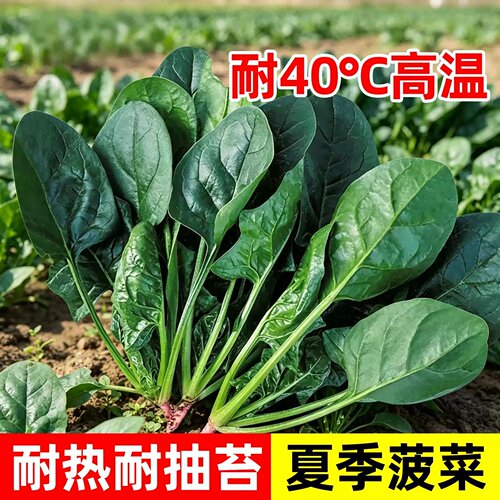 红根大叶耐热耐寒杂交菠菜种子