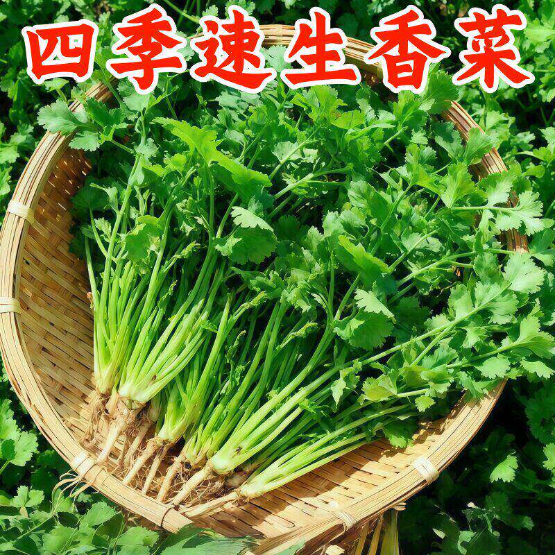 耐热四季小叶香菜种子农家芫荽种籽苗阳台盆栽大叶蔬菜种孑大全