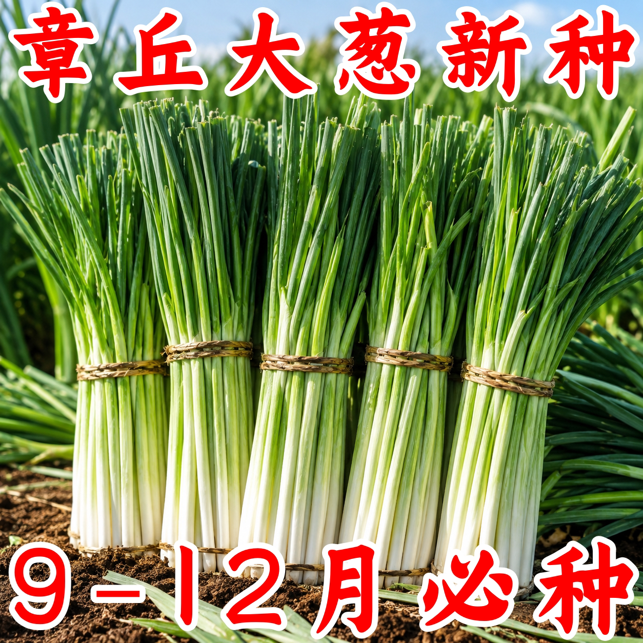 章丘铁杆大葱种子耐寒耐旱高产