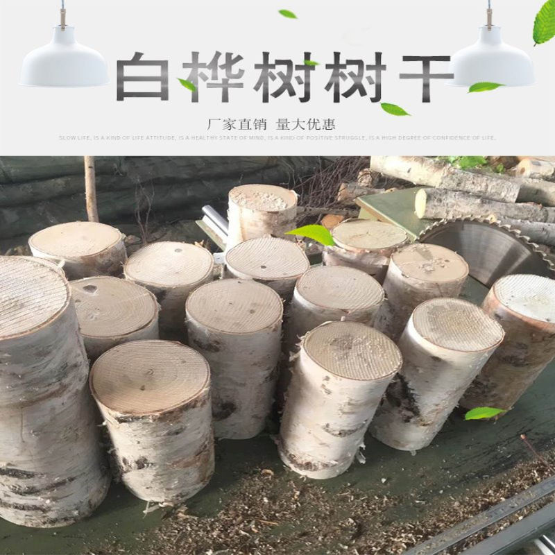 天然白桦木装饰白桦树干桦木树桩树段摄影树枝树杈田园风商场布景