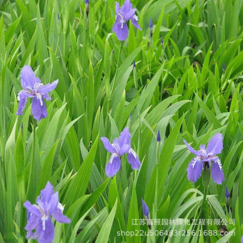 宿根地被草花 绿色系紫花鸢尾 水生鸢尾蓝花湿地庭院道路公园绿化