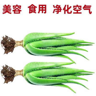 好养芦荟盆栽大颗绿植食用