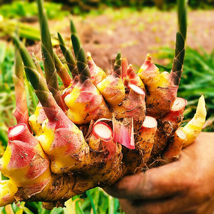 文成醋泡姜腌制糖醋小黄姜酸甜生姜农家白姜即食食用嫩姜温州特产