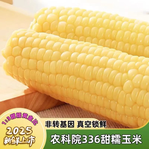 农科院336东北黑土地白糯玉米