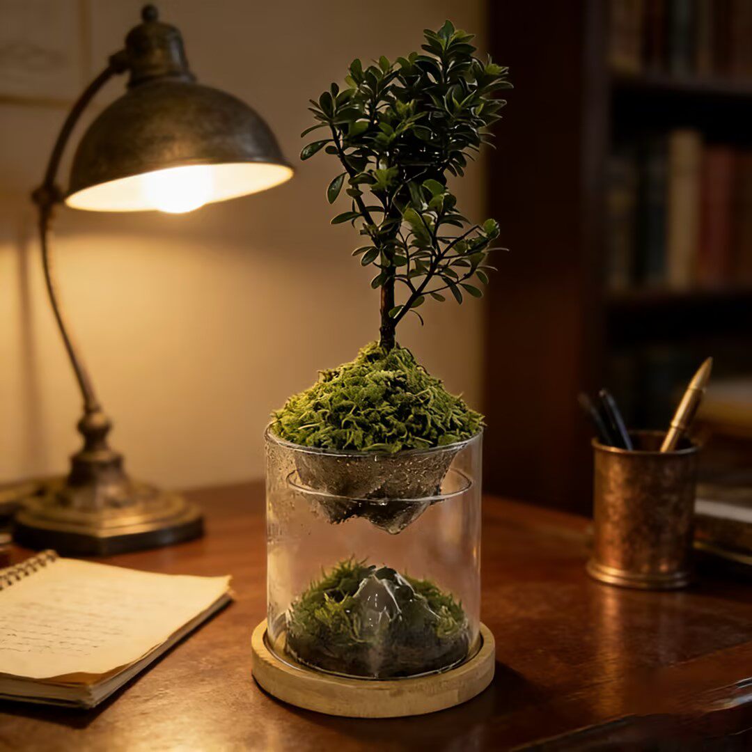 迎楠而上苔藓微景观桌面绿植办公室工位摆件懒人盆栽易养趣味植物