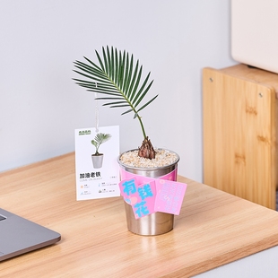 【加油!老铁】苏铁绿植四季长青铁树盆栽办公室工位绿植摆件