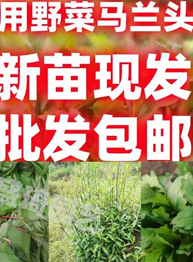 野生马兰头阳台盆栽马兰头种根马兰头苗马兰头根苗绿色健康野菜