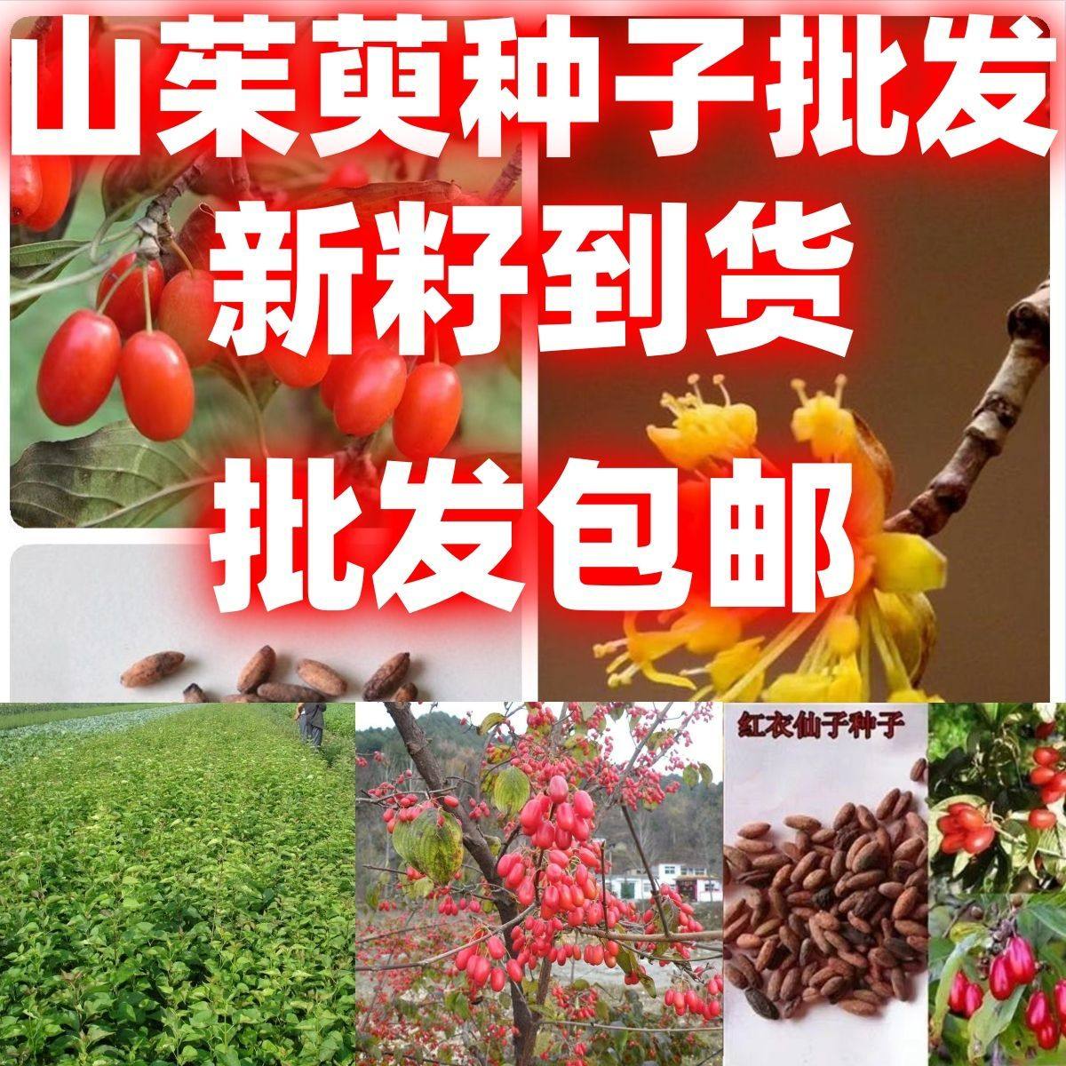 山茱萸种子包邮蜀酸枣山萸肉山芋肉山于肉多年生落叶木树种籽