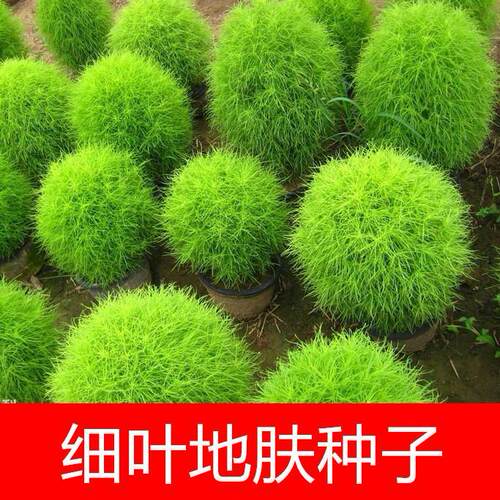 细叶地肤种子孔雀松红春