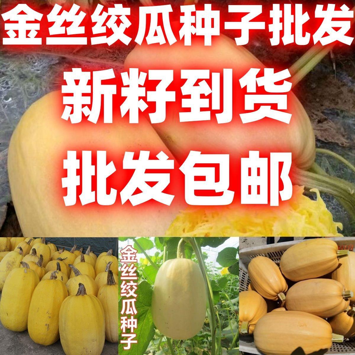 金丝搅瓜种子神奇天然粉丝好吃种子特色绞瓜南瓜蔬菜种子
