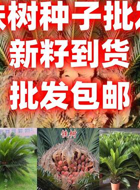 当季新籽铁树种子铁室内