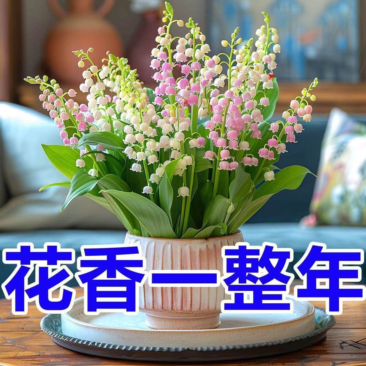 铃兰盆栽植物耐寒带芽四季开花花卉绿植盆栽地栽花苗,鲜花速递/花卉仿真/绿植园艺,家庭园艺种子,淘宝优惠券,粉丝福利购,淘宝优惠卷