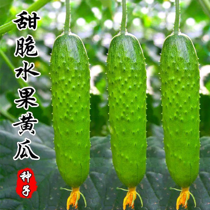 水果黄瓜籽四季播种水果黄瓜种子高产小黄瓜庭院盆栽大棚蔬菜种子,鲜花速递/花卉仿真/绿植园艺,家庭园艺种子,淘宝优惠券,粉丝福利购,淘宝优惠卷