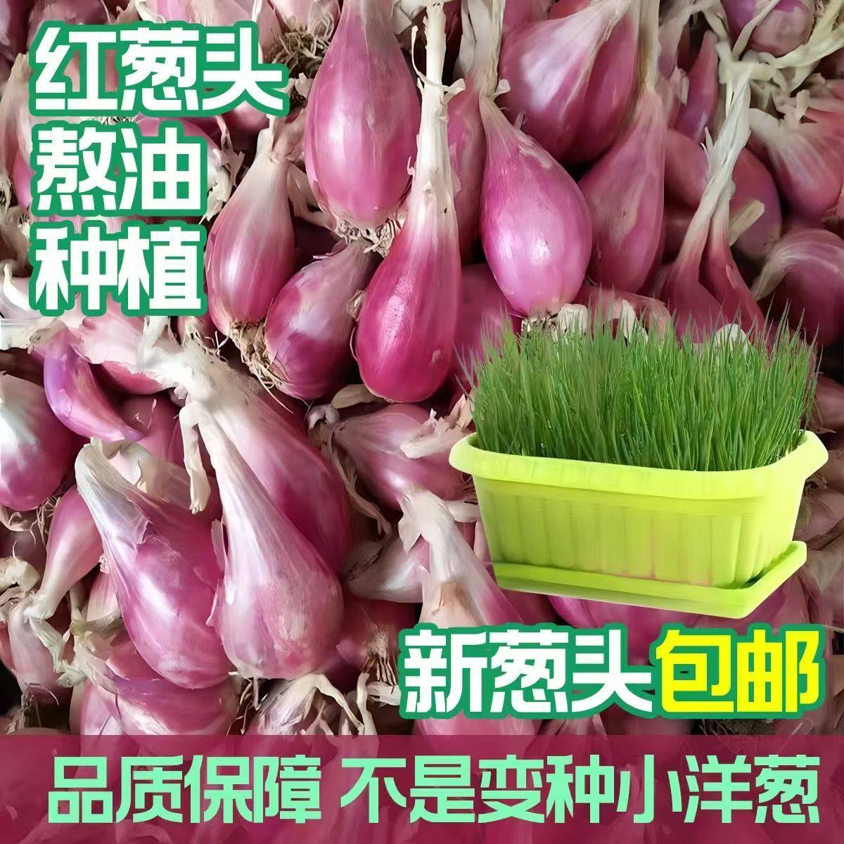 红葱头种干新鲜葱头花盆栽四季火葱蔬菜种食用小香葱正品
