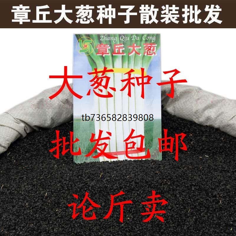 章丘铁杆大葱种子高产冬