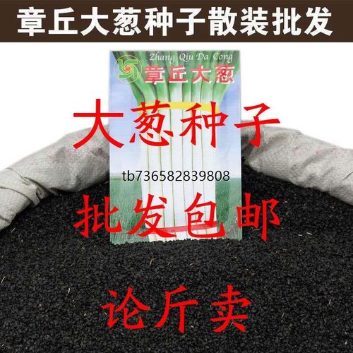 章丘铁杆大葱种子高产冬