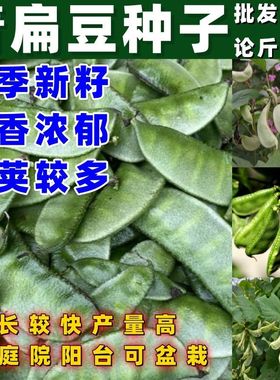 青扁豆种子三扁架豆种子青荚绿色扁条芸豆春秋豆角种子按斤销售