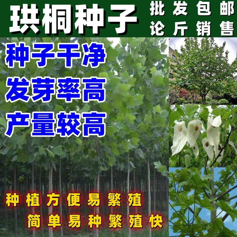 优质林木种子 珙桐种子别名水梨子鸽子树种子鸽子花树种籽包邮