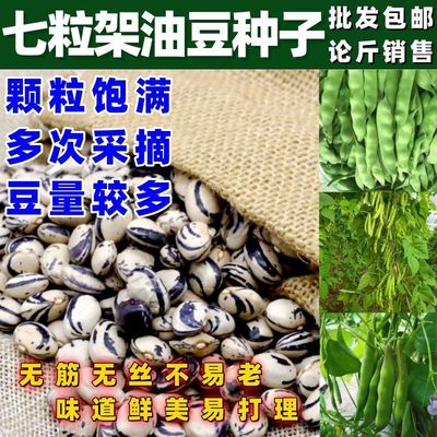 七粒架豆角种子东北农家宽油豆中熟新品种用于排骨炖菜开锅烂架