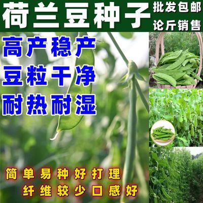荷兰豆种子豌豆尖种籽不搭架荷兰豆四季秋冬季蔬菜种子按斤销售