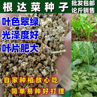根达菜种子绿叶牛皮菜君达菜种籽易种四季播多年生根达菜蔬菜种孑
