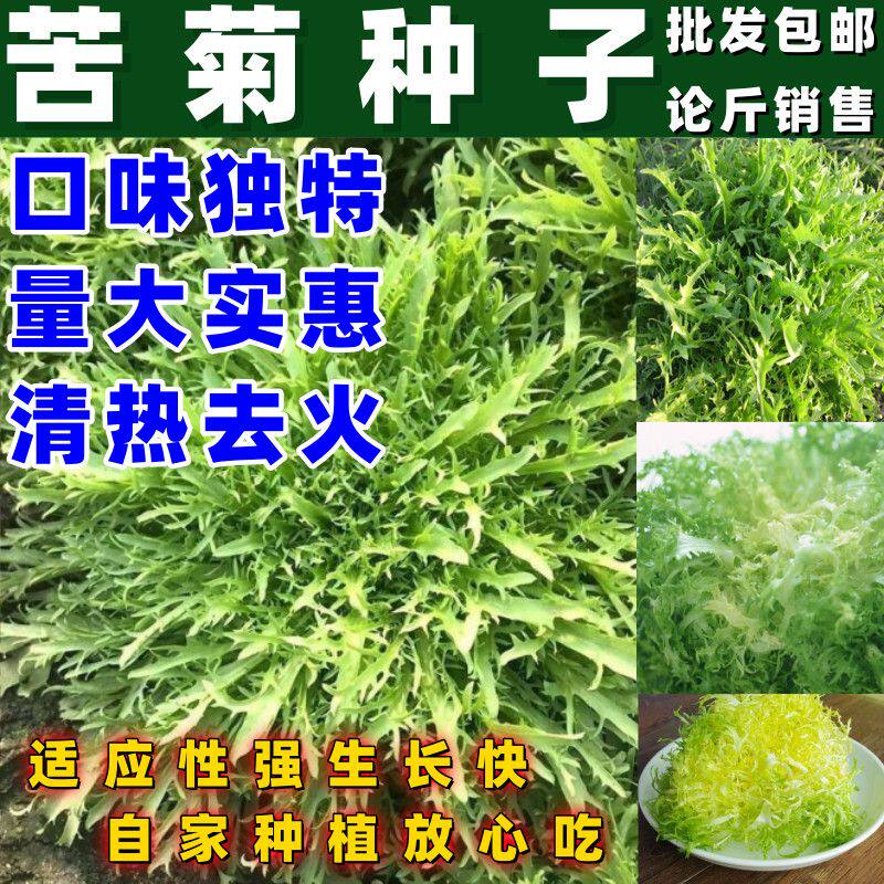 庭院田园蔬菜黄心苦菊种子黄心苦菊种籽论斤卖凉拌·蔬菜种子