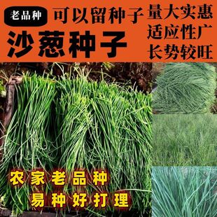 老品种沙葱种子蒙古韭菜种子小根葱种子播种蔬菜种子阳台庭院种子