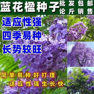 正宗蓝花楹种子蓝雾树尖叶蓝花楹巴西紫葳紫云木风景树种按斤销售
