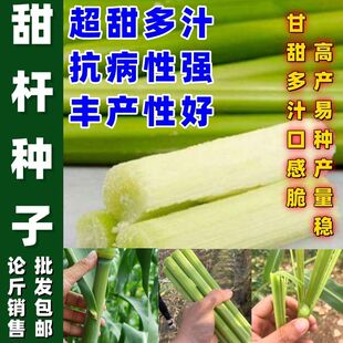 甜高粱种子甜杆种籽老品种农家芦粟北方甘蔗种孑春夏季水果籽四季