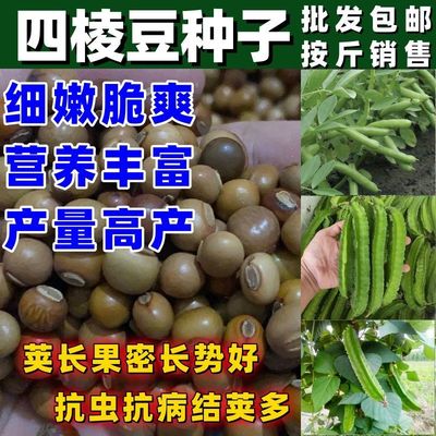 四棱豆种子海南四角豆种籽四季蔬菜菜籽孑龙豆四棱四角皇帝豆种籽