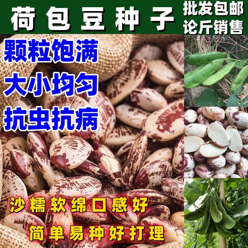 荷包豆种子皇帝豆斑马豆花芸豆种四季易种阳台庭院盆栽蔬种子按斤