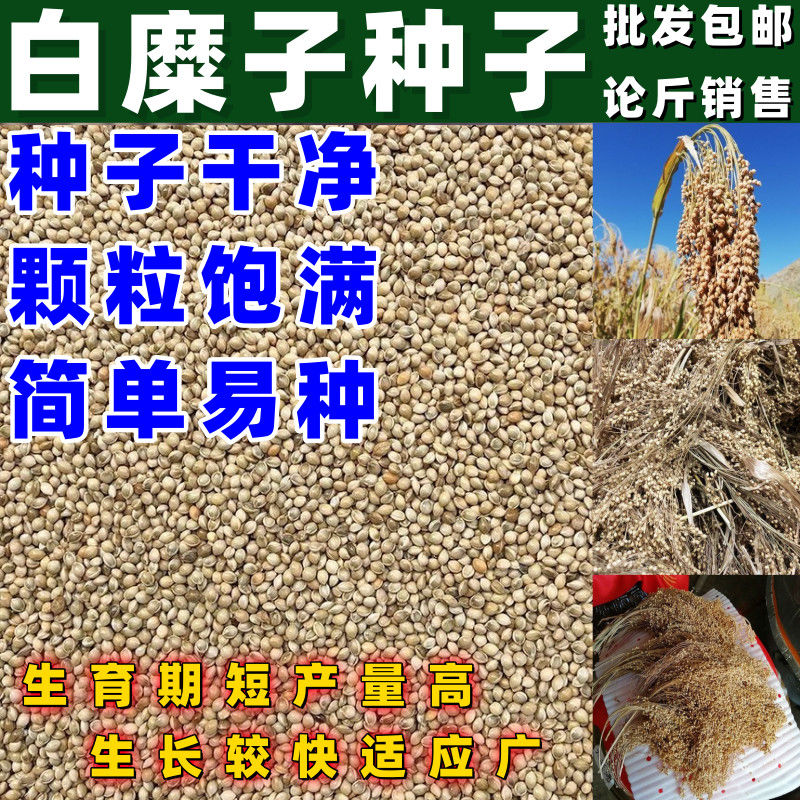 白糜子种子国产四季春季观果硬黑稷黍子种孑黄米种植种籽散装
