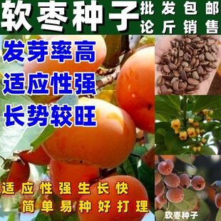 软枣种子黑枣种子君迁子种子野柿子软枣种子嫁接柿子苗木砧木