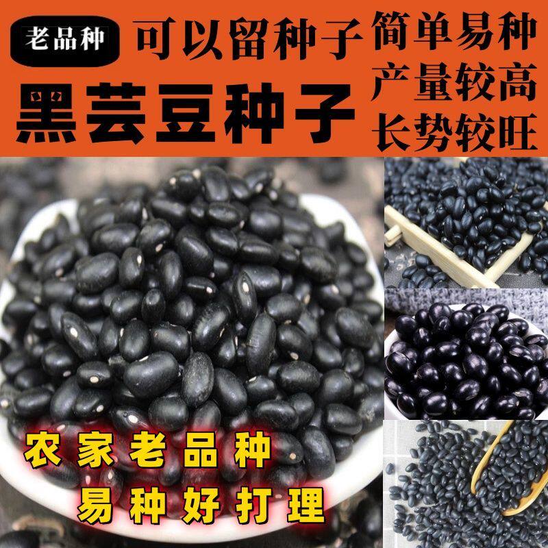 老品种黑芸豆种子乌豇豆黑芸豆种 饭豆 肾小豆 黑眉豆 种子按斤卖