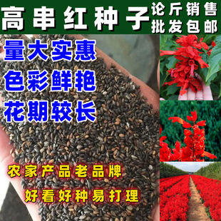 一串红种子高杆矮杆炮仗象牙西洋红种籽花期长庭院盆栽花海花草卉
