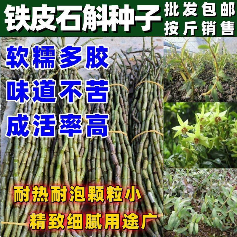铁皮石斛种子可盆栽红杆种籽雁荡山枫斗种子种植石斛兰花按斤销售