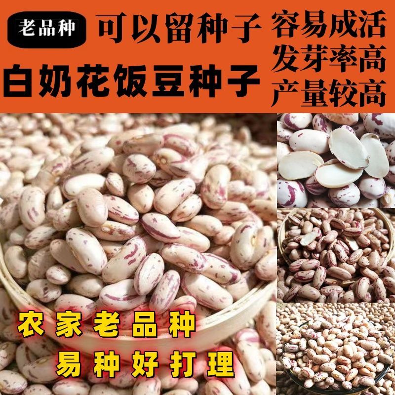 老品种白奶花饭豆种子大花芸豆饭豆子籽四季白花豆红腰豆煮粥高产