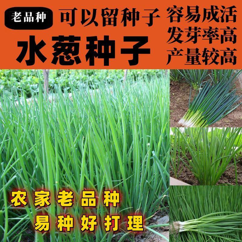 老品种水葱种子水生植物水葱草野生水葱籽青叶水葱花叶水葱按斤卖