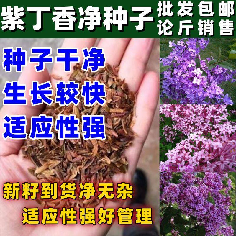 当年新采紫丁香种子 紫丁香树种籽 紫丁香花种子暴马丁香种子