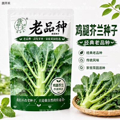 腿兰种子老留子转甜芥菜