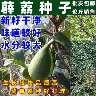 薜荔种子简单易种薜荔果种子凉粉果木莲果霹雳果木奶母种植种籽