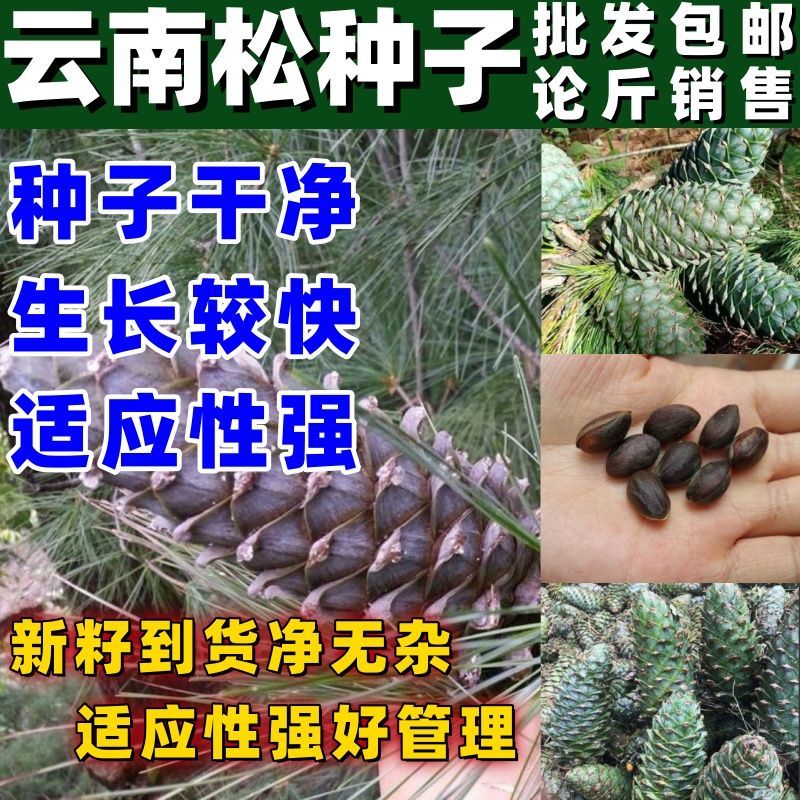 云南松树种子 云南松种子 飞松种子 青松种子 长毛松种子林木种子