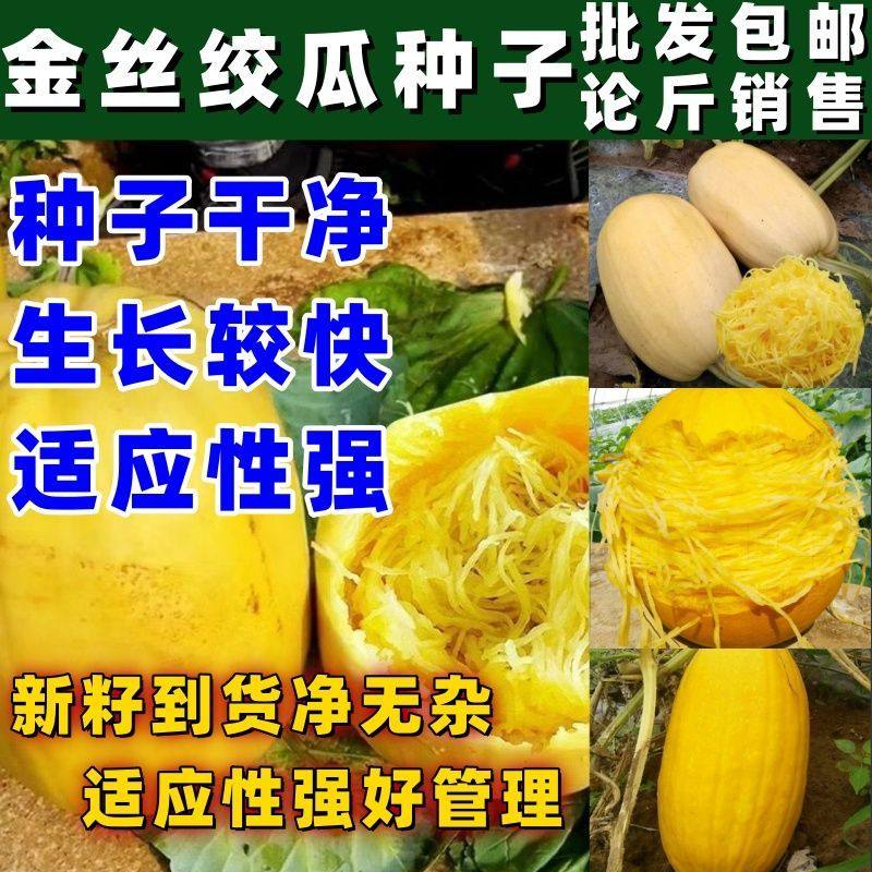 金丝搅瓜种子 天然粉丝南瓜种子 金丝瓜种子 四季 好吃丝瓜种