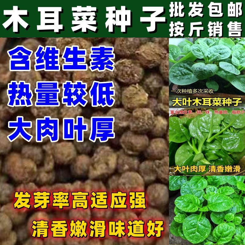 木耳菜种籽田园庭院种植木耳菜种子大叶木耳菜种子包邮按斤卖