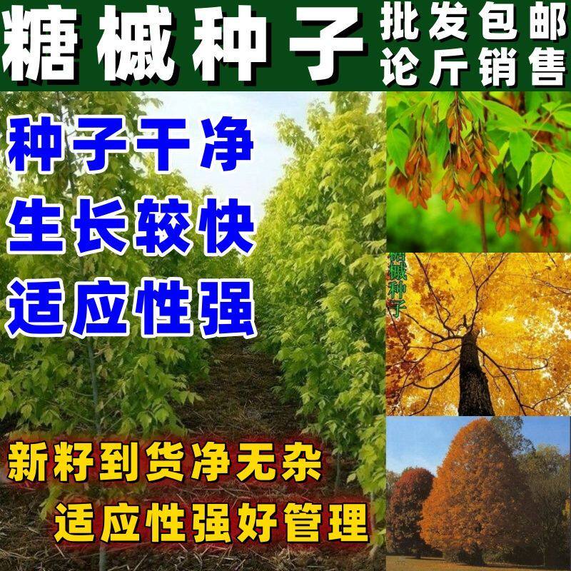 林木种子糖槭种子银白槭种子糖槭树种子枫树种籽绿化园林树种