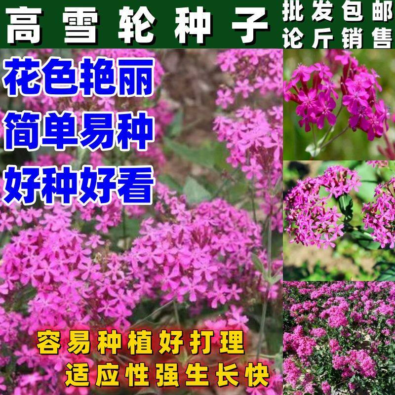 高雪轮种子花卉种子美人草高雪伦耐寒耐旱易栽培按斤销售包邮