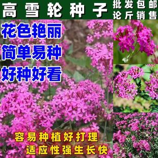 高雪轮种子花卉种子美人草高雪伦耐寒耐旱易栽培按斤销售包邮