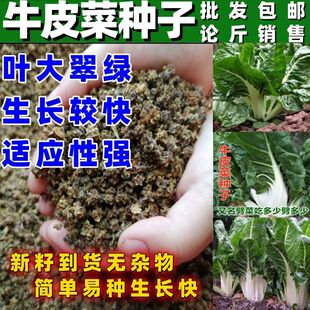 牛皮菜种种子厚皮菜甜菜根达菜劈菜种籽边吃边劈秋季四季蔬菜种孑