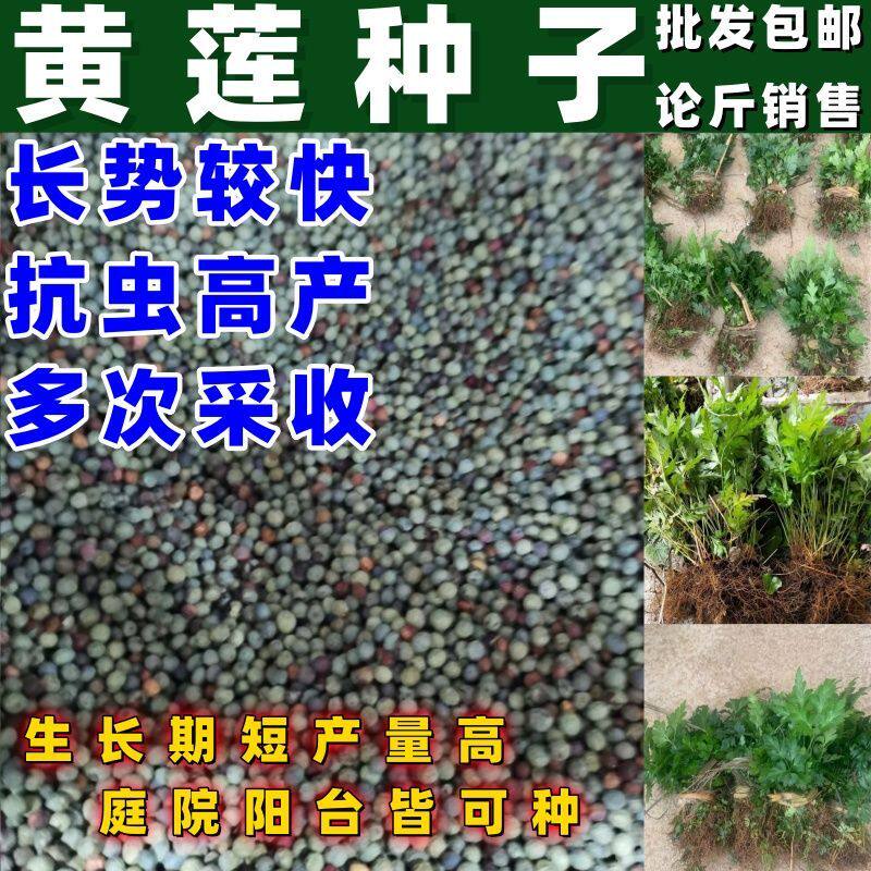 中药材黄连种子包邮鸡爪川中草药黄连根种苗庭院盆栽绿植盆景